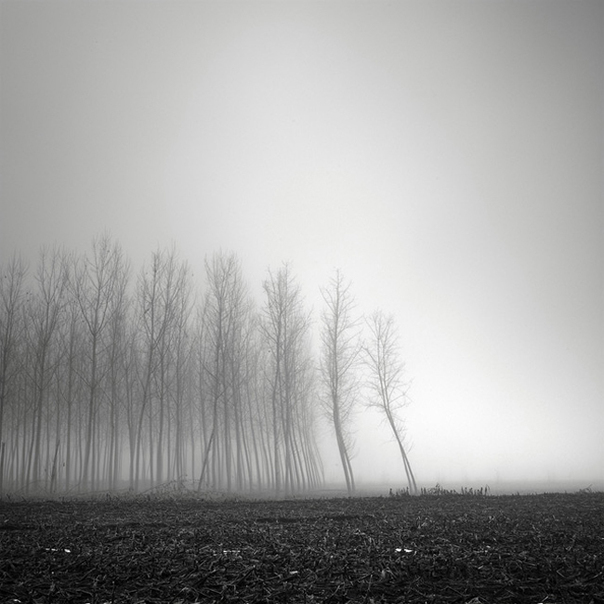 照片中的树在雾中显得朦胧,突显意境之美